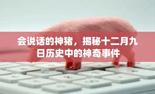 会说话的神猪揭秘,十二月九日历史神秘事件大揭秘
