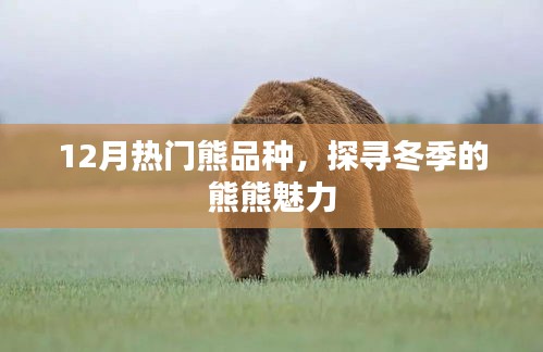 冬季熊熊魅力,探寻热门熊品种的热潮