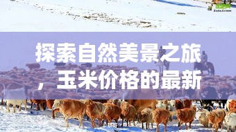 自然探索之旅,玉米价格动态与心灵宁静的寻觅之路
