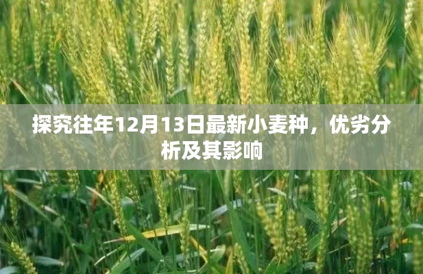 历年12月13日小麦种优劣分析及其影响探究