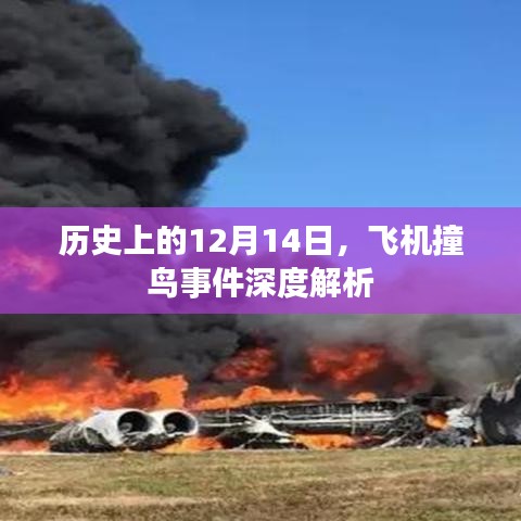 飞机撞鸟事件深度解析,历史视角下的12月14日回顾