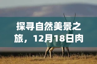 探寻自然美景之旅,宁静之地与肉羊最新价格揭秘