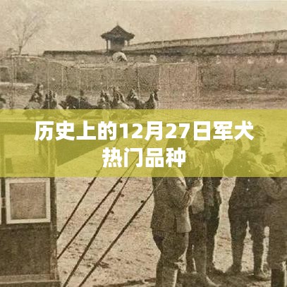 12月27日热门军犬品种回顾