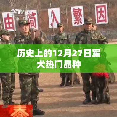 12月27日热门军犬品种回顾