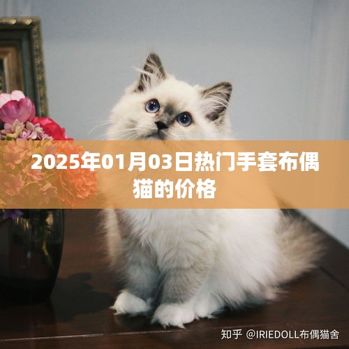 关于手套布偶猫的价格资讯,最新市场动态