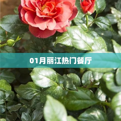 『丽江一月份人气餐厅大解密』