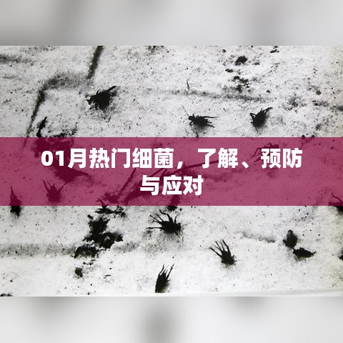 热门细菌揭秘,预防与应对策略