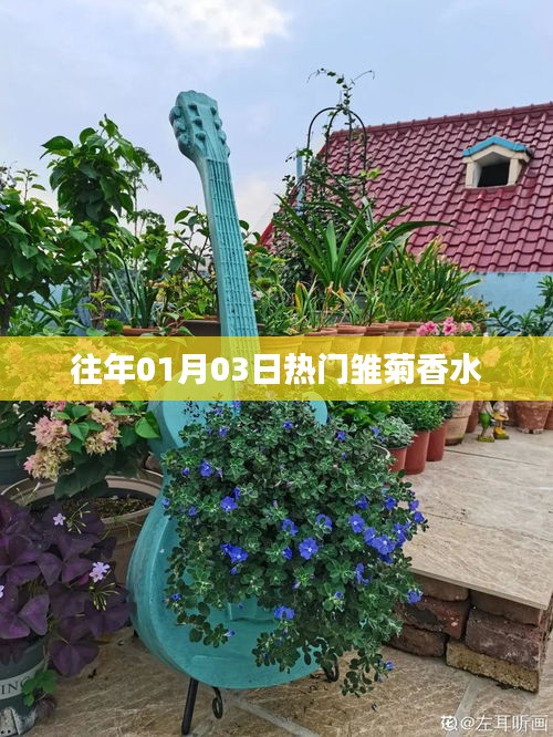 雏菊香水,历年一月三日大热之选