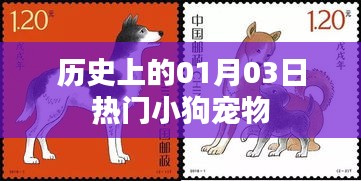 热门小狗宠物历史盘点,一月三日回顾