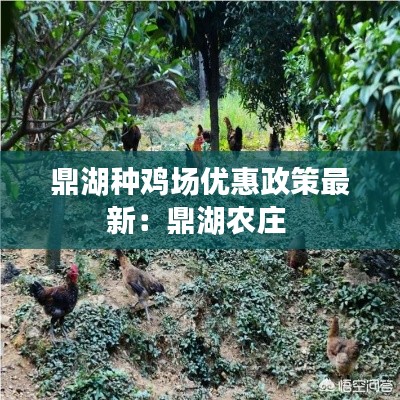 鼎湖种鸡场优惠政策最新:鼎湖农庄