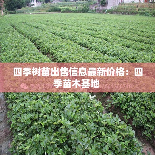 四季树苗出售信息最新价格:四季苗木基地