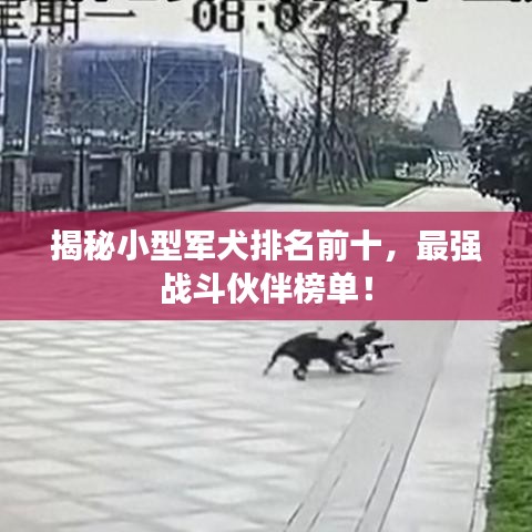揭秘小型军犬排名前十,最强战斗伙伴榜单!