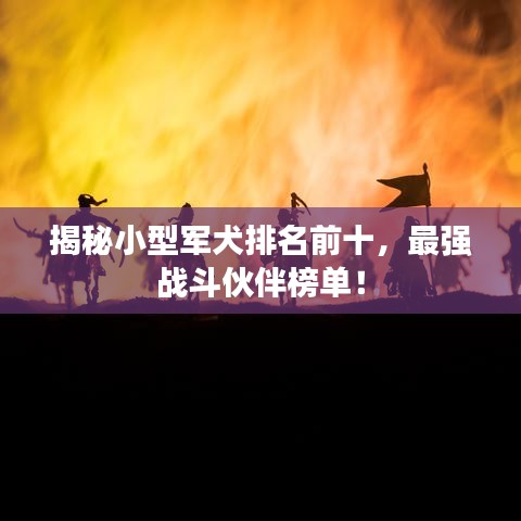 揭秘小型军犬排名前十,最强战斗伙伴榜单!