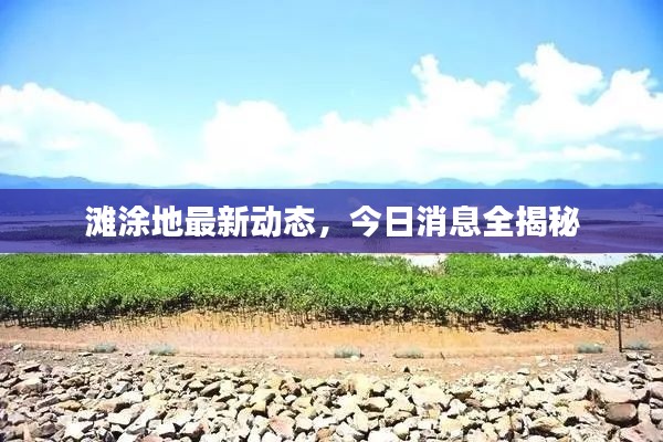滩涂地最新动态,今日消息全揭秘