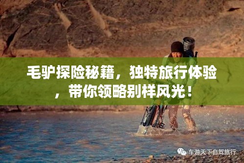 毛驴探险秘籍,独特旅行体验,带你领略别样风光!
