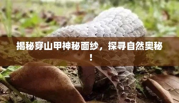 揭秘穿山甲神秘面纱,探寻自然奥秘!