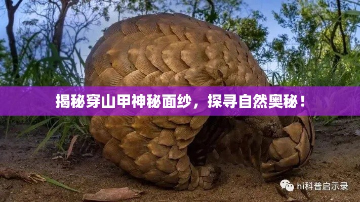 揭秘穿山甲神秘面纱,探寻自然奥秘!