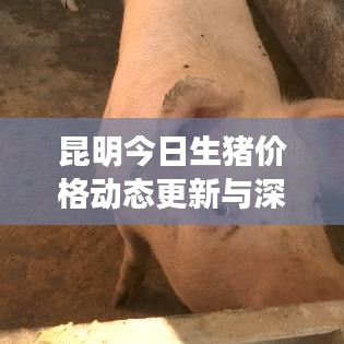 昆明今日生猪价格动态更新与深度分析