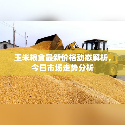 玉米粮食最新价格动态解析,今日市场走势分析