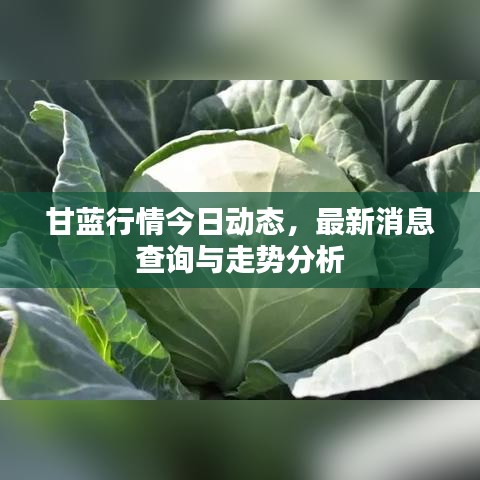 甘蓝行情今日动态,最新消息查询与走势分析