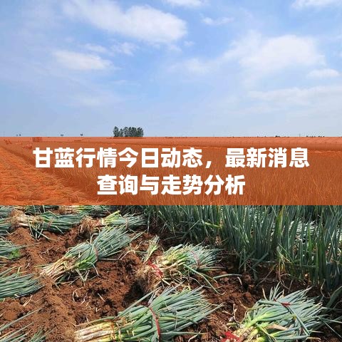 甘蓝行情今日动态,最新消息查询与走势分析