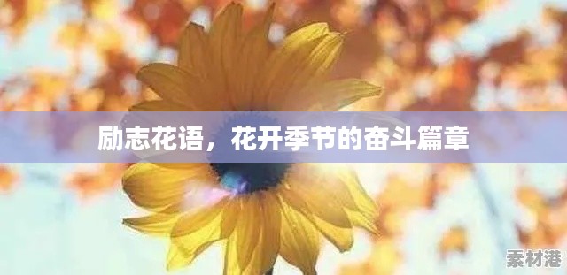 励志花语,花开季节的奋斗篇章
