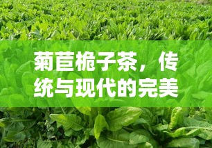 菊苣桅子茶,传统与现代的完美融合