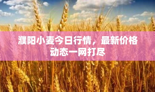 濮阳小麦今日行情,最新价格动态一网打尽