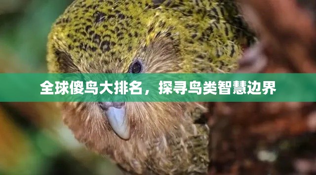 全球傻鸟大排名，探寻鸟类智慧边界