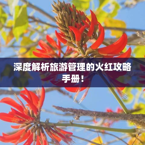 深度解析旅游管理的火红攻略手册!