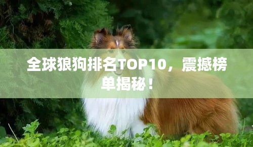 全球狼狗排名TOP10,震撼榜单揭秘!