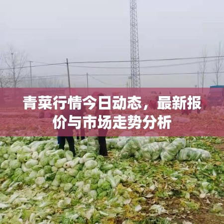 青菜行情今日动态,最新报价与市场走势分析