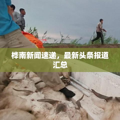 桦南新闻速递,最新头条报道汇总