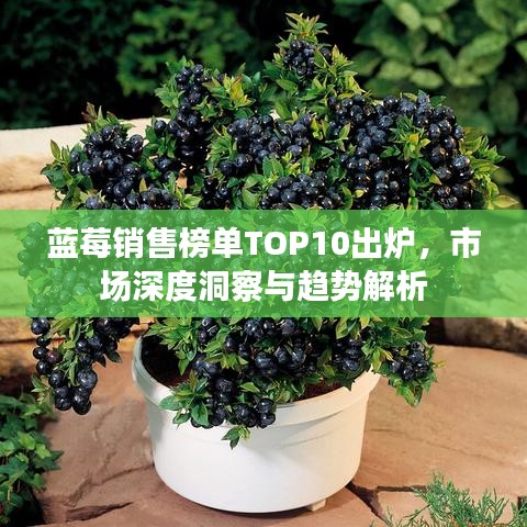 蓝莓销售榜单TOP10出炉,市场深度洞察与趋势解析