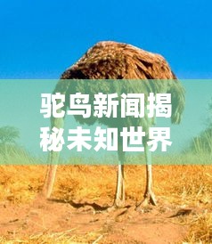 小心翼翼 第2页