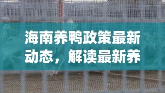 海南养鸭政策最新动态,解读最新养鸭政策消息