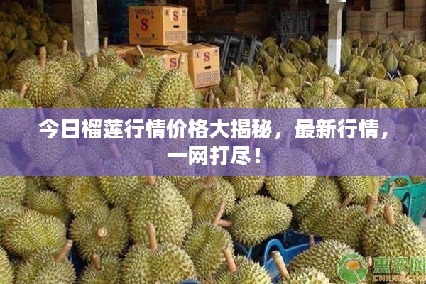 今日榴莲行情价格大揭秘,最新行情,一网打尽!