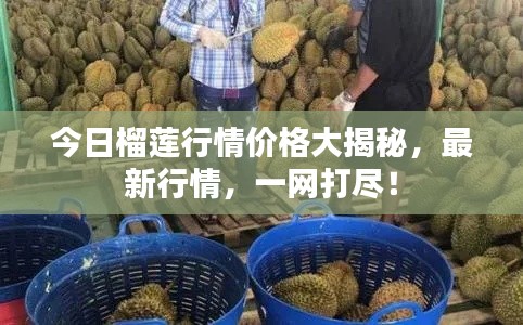 今日榴莲行情价格大揭秘,最新行情,一网打尽!