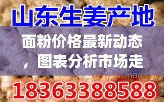 面粉价格最新动态,图表分析市场走势及观察