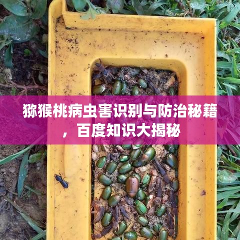 猕猴桃病虫害识别与防治秘籍,百度知识大揭秘