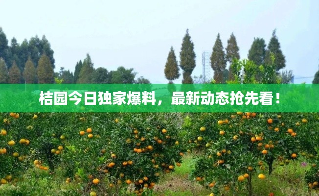 桔园今日独家爆料,最新动态抢先看!