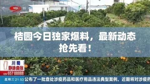 桔园今日独家爆料,最新动态抢先看!