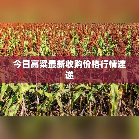 今日高粱最新收购价格行情速递
