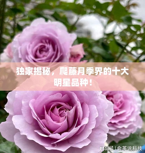 独家揭秘,爬藤月季界的十大明星品种!