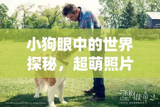 小狗眼中的世界探秘,超萌照片大放送!