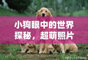 小狗眼中的世界探秘,超萌照片大放送!