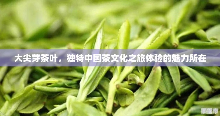 大尖芽茶叶,独特中国茶文化之旅体验的魅力所在
