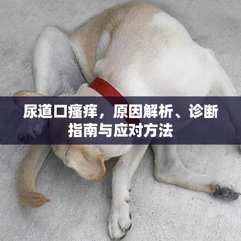 尿道口瘙痒,原因解析、诊断指南与应对方法