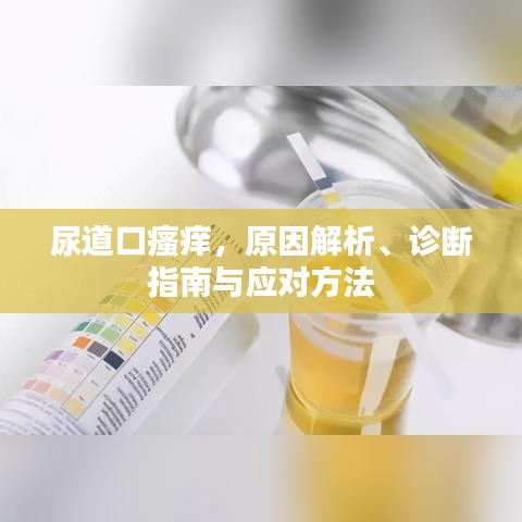 尿道口瘙痒,原因解析、诊断指南与应对方法