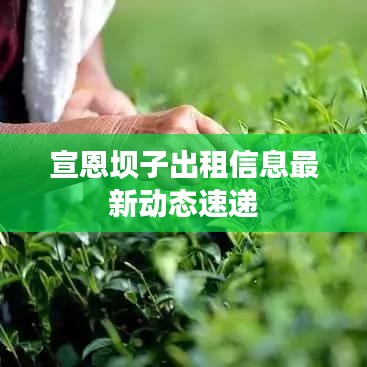 宣恩坝子出租信息最新动态速递